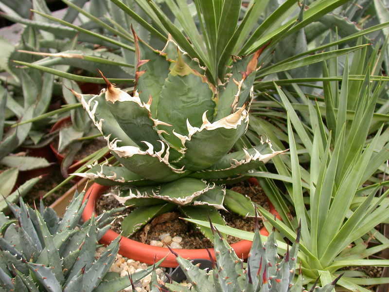 agave titanota 01