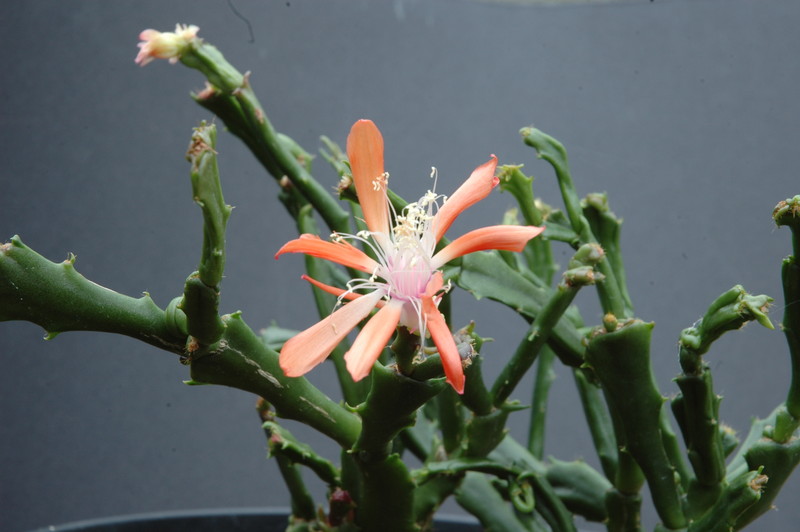 schlumbergera enigma 2435