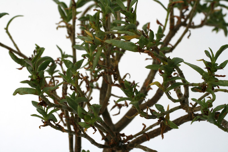 crassula parvisepala 7216