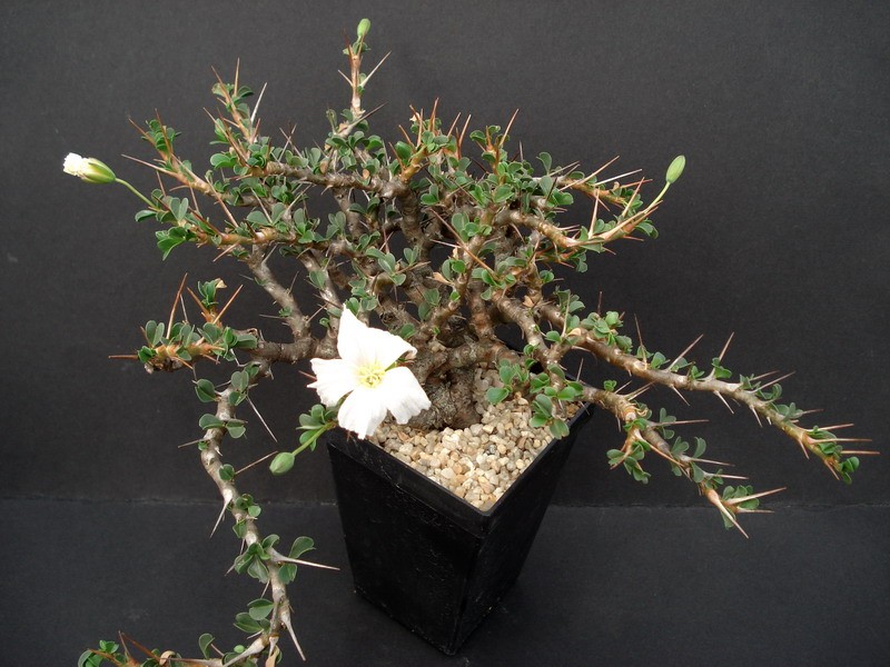 sarcocaulon vanderietiae