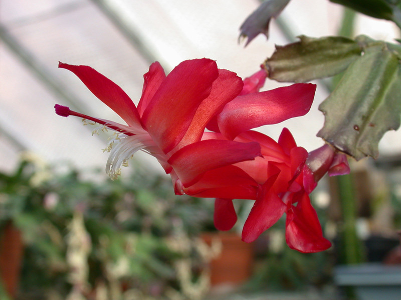 schlumbergera dark marie 01