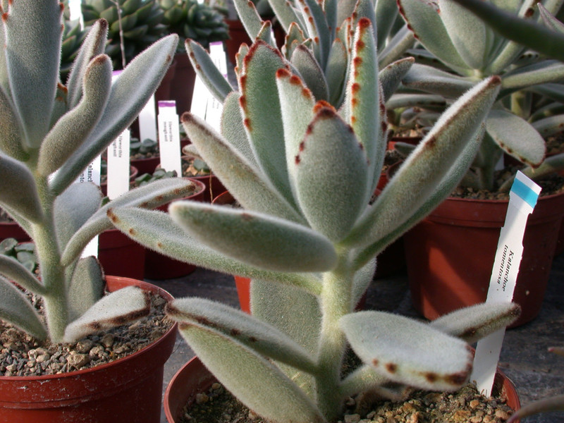 kalanchoe tomentosa01