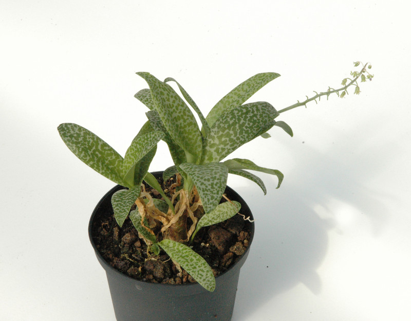 ledebouria volubilis 01