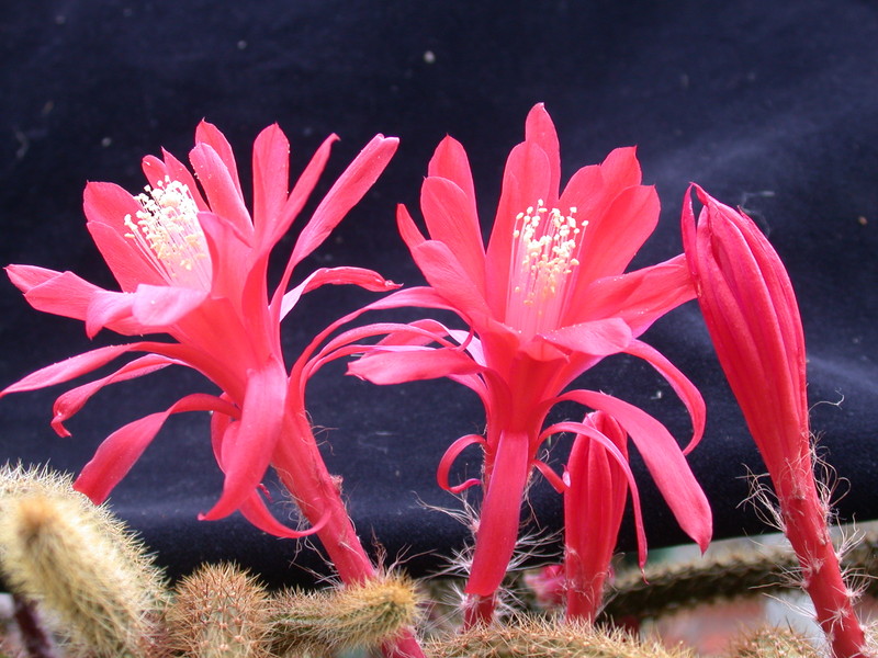 aporocactus heideroeschen 984747