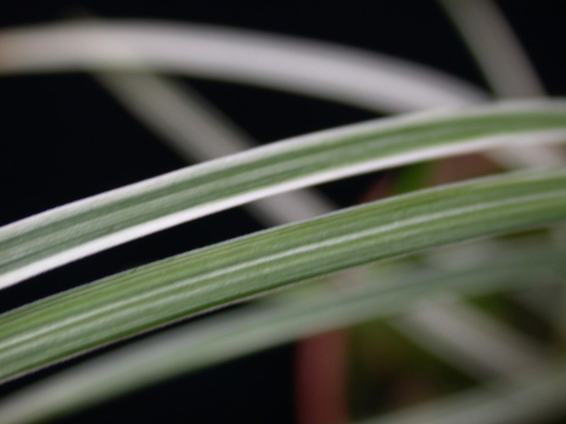 ophiopogon silver mist 01