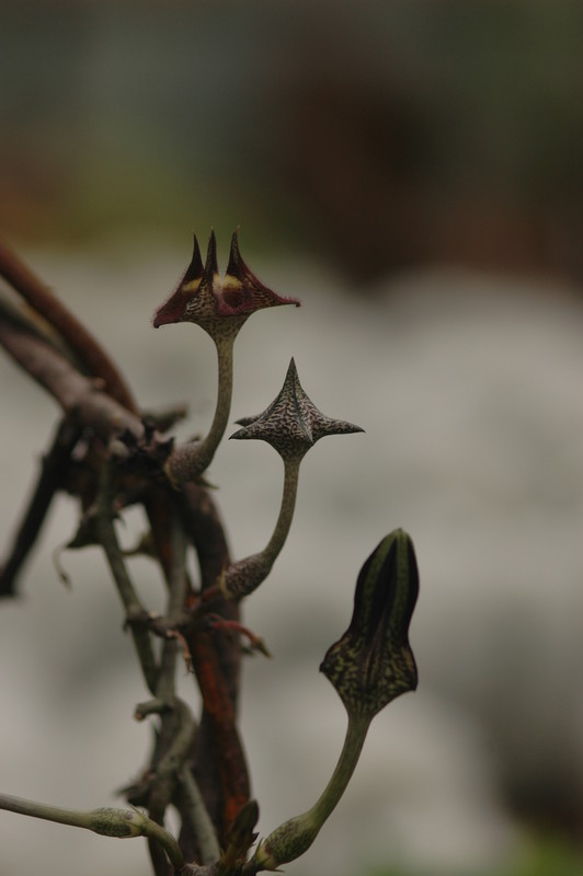 ceropegia stapeliaeformis 8755