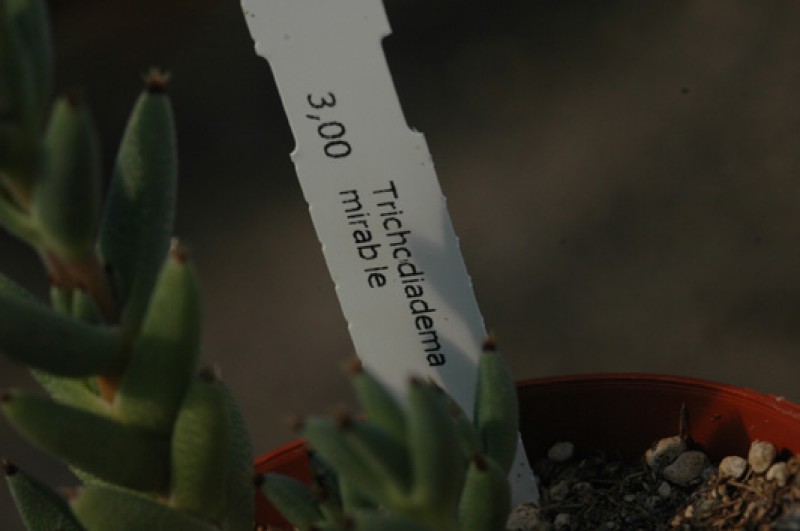 trichodiadema mirabile 08