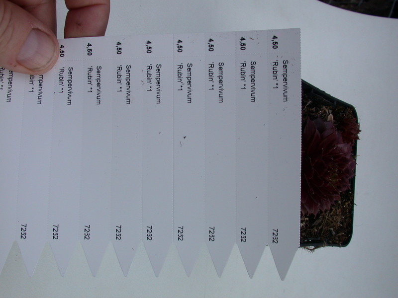 sempervivum rubin 5712