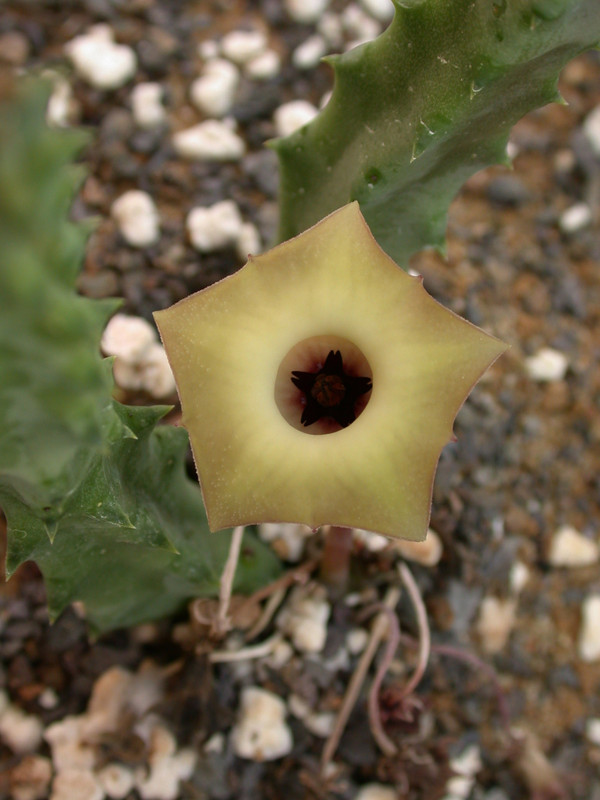 huernia bayeri d1669 groendal 01