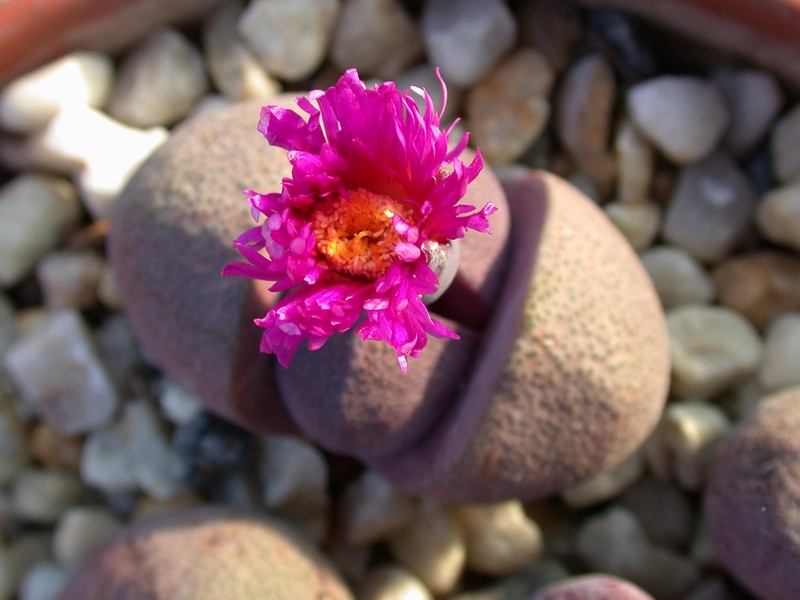 pleiospilos super red01