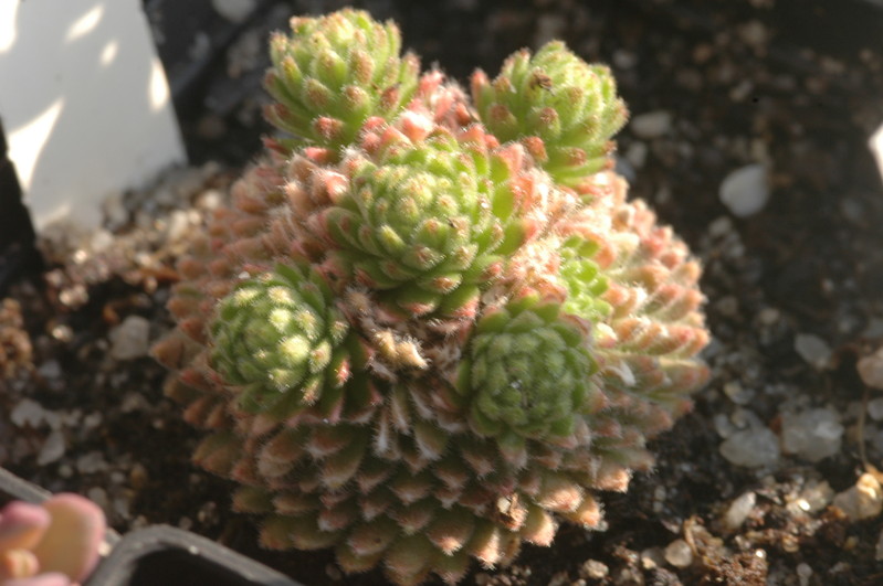 sedum pilosum 1367