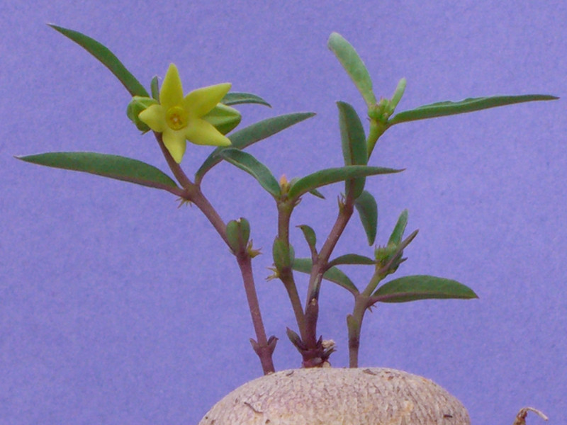 brachystelma caffrum 0817