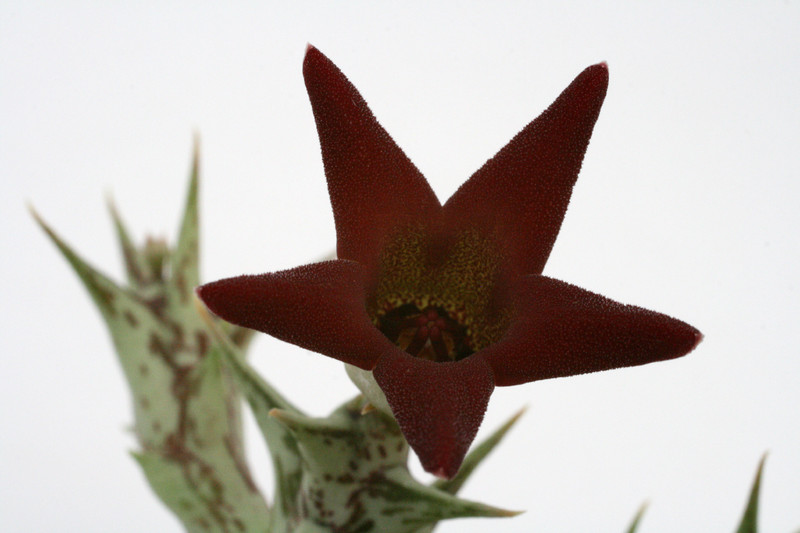 ophionella arcuata mirkinii 0031