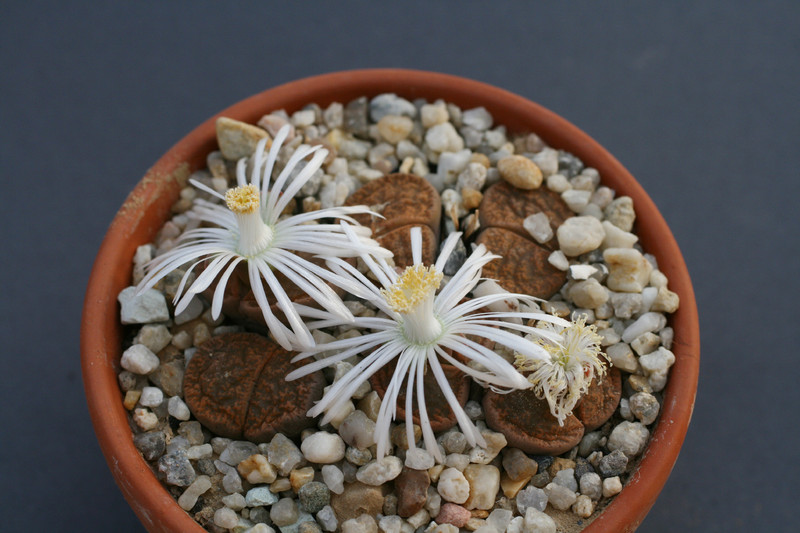 lithops lesliei albiflora c005a 0209