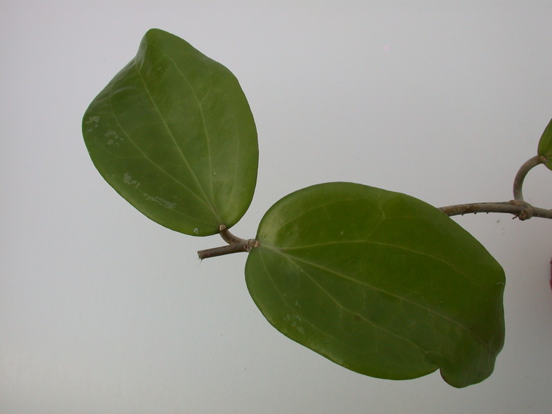 hoya citrina ipps1114 1426