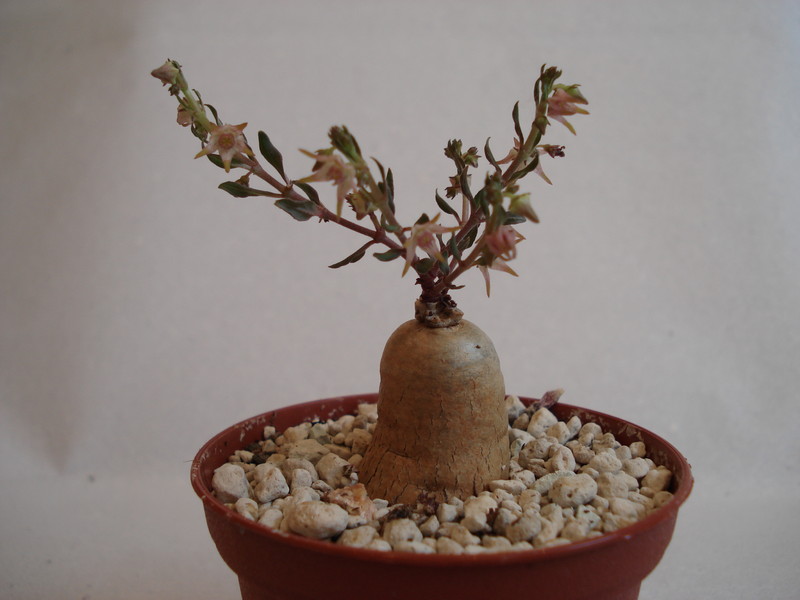 brachystelma nanum 134