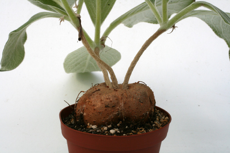 rechsteineria leucotricha 0475