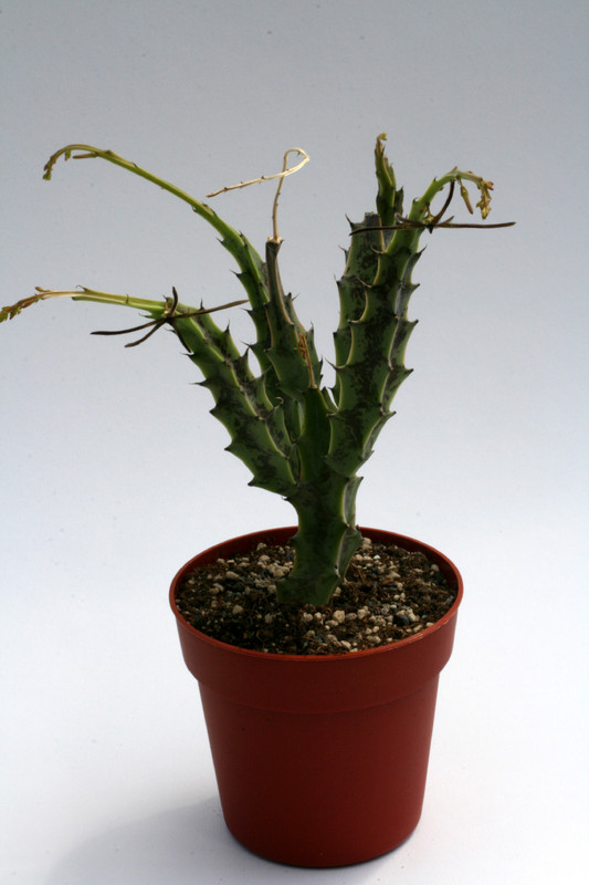 caralluma gracilipes 7819