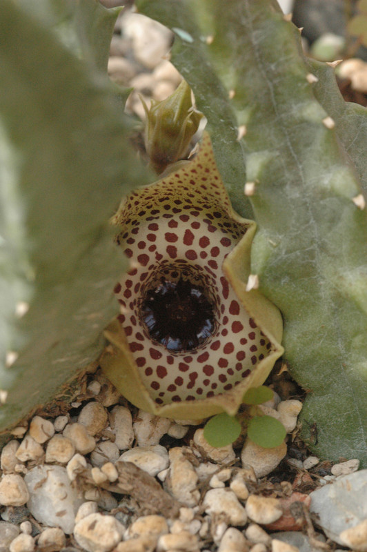 huernia guttata guttata 09
