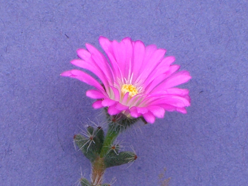 trichodiadema densum 2145