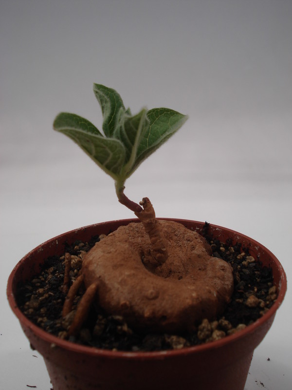 brachystelma maritae 6250