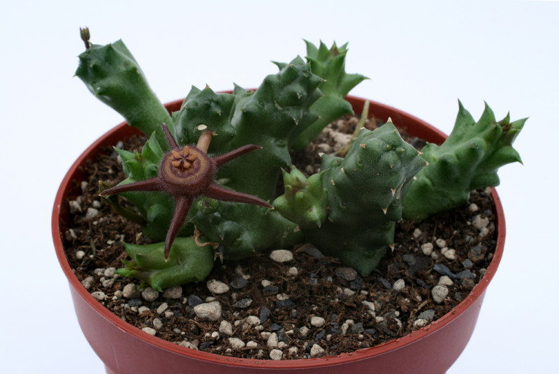 duvalia angustiloba aff 6905