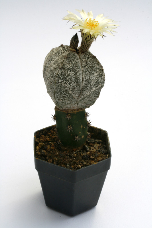 astrophytum cv onzuka ve 0101