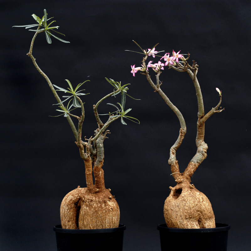 adenium somalense 2