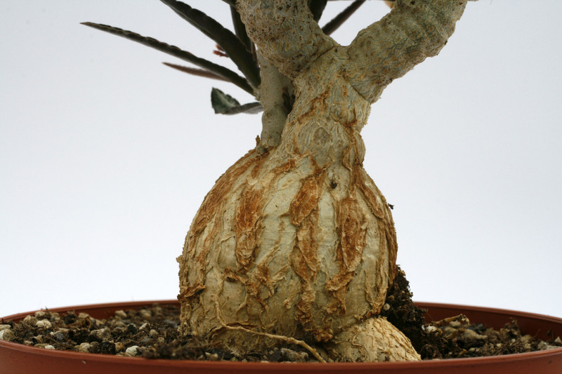 euphorbia waringiae 8561