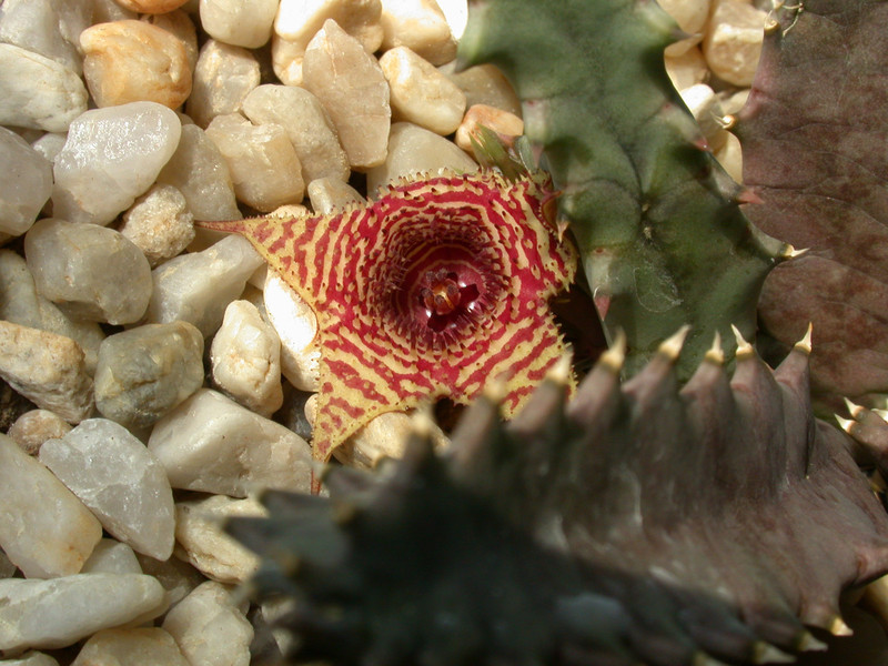 huernia stapelioides d1327 lethlabile04
