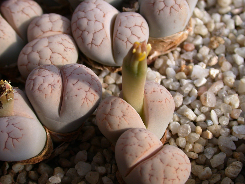 lithops salicola 06
