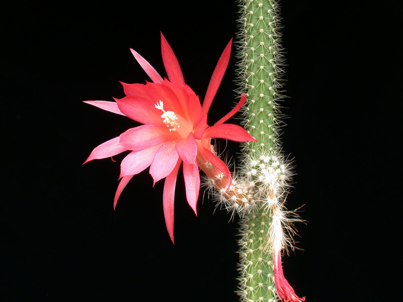 aporocactus eugen 02