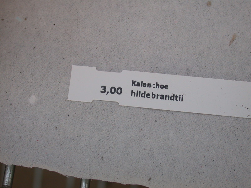 kalanchoe hildebrandtii 38