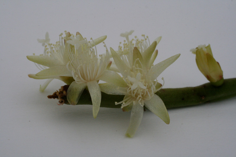 rhipsalis tucumanensis 6585