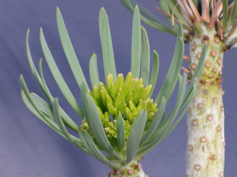 senecio kleinia 1376.jpg