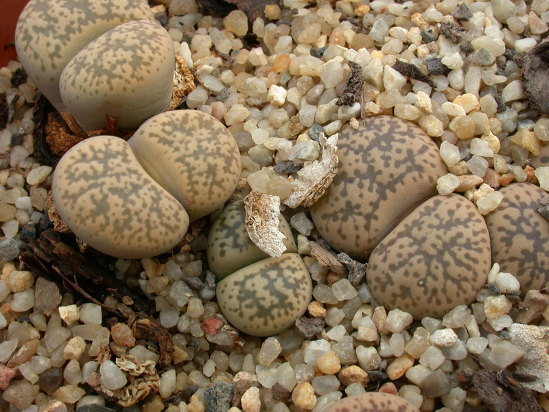 lithops franciscii 02