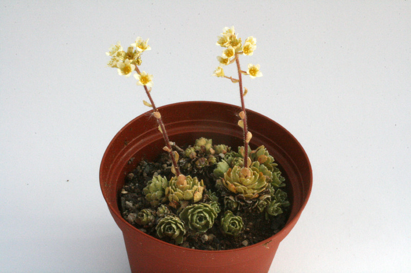 saxifraga paniculata 8539