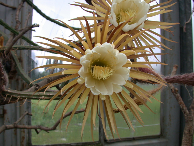 selenicereus grandiflorus 5468