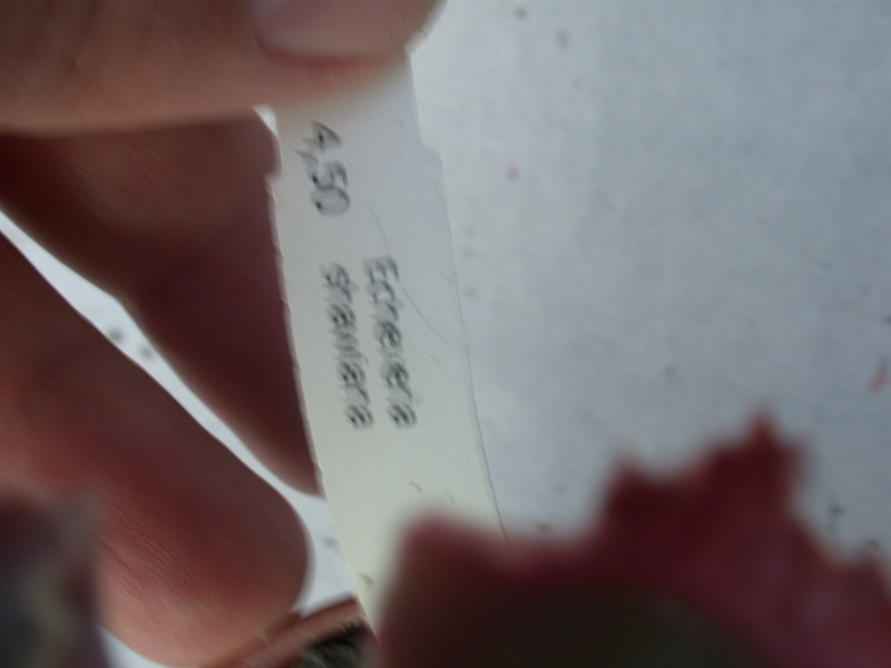 echeveria shawiana 9999