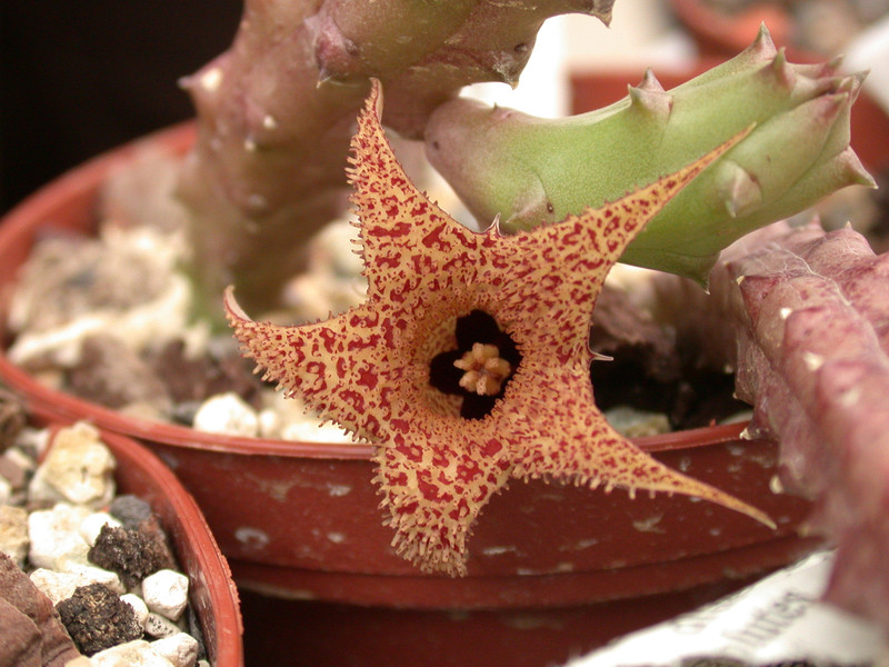 huernia hystrix appendiculata 05