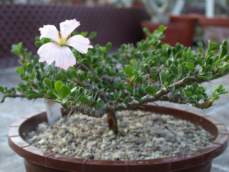 sarcocaulon vanderietiae es0462 02
