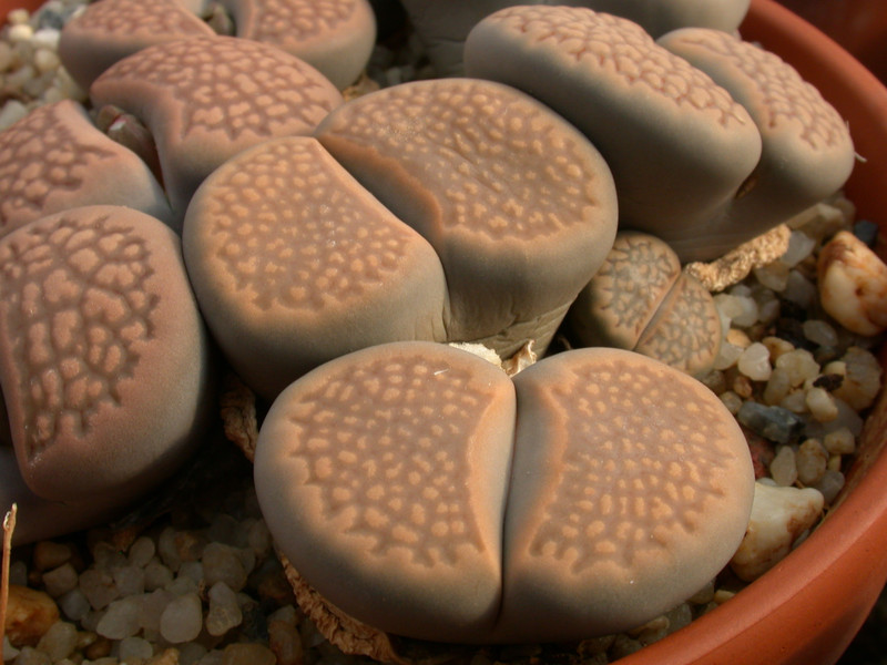 lithops hallii braun c136 02