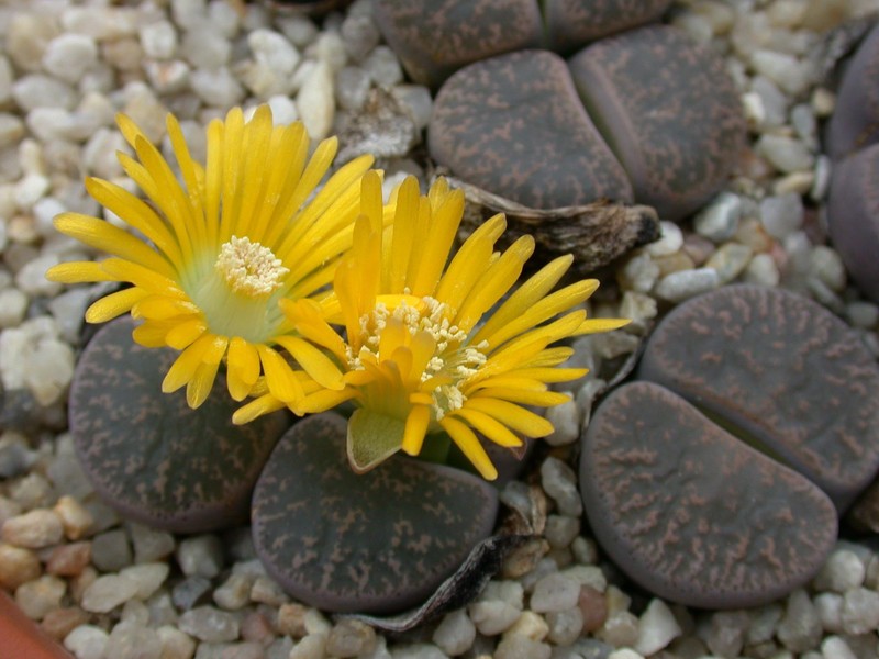 lithops lesliei grey C9 1