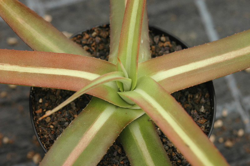agave nizandensis 8669