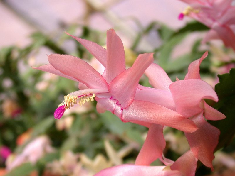 schlumbergera christmas fantasie 02