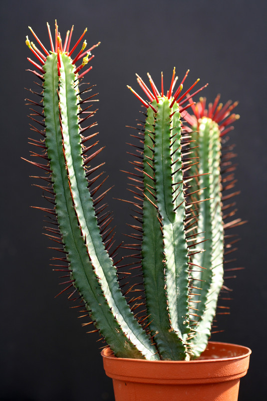 euphorbia enopla 0175