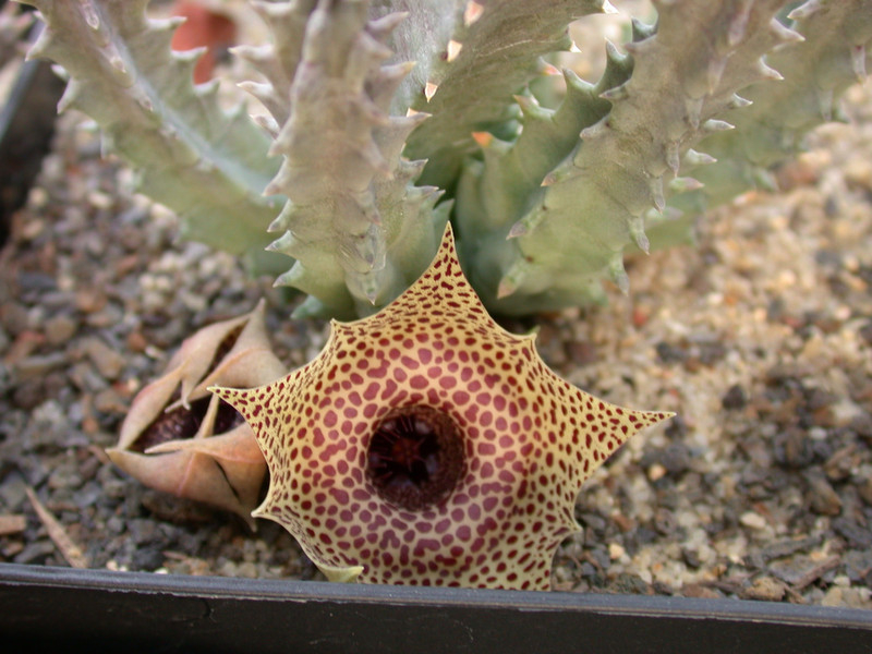 huernia guttata 01