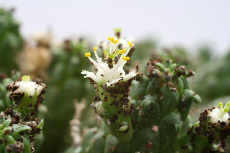 euphorbia caput medusae 9993