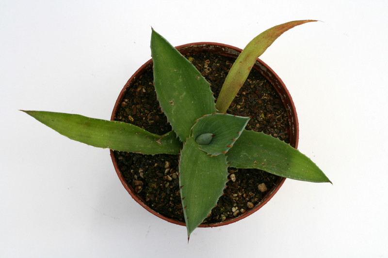 agave inaequidens mg1889 854 0101