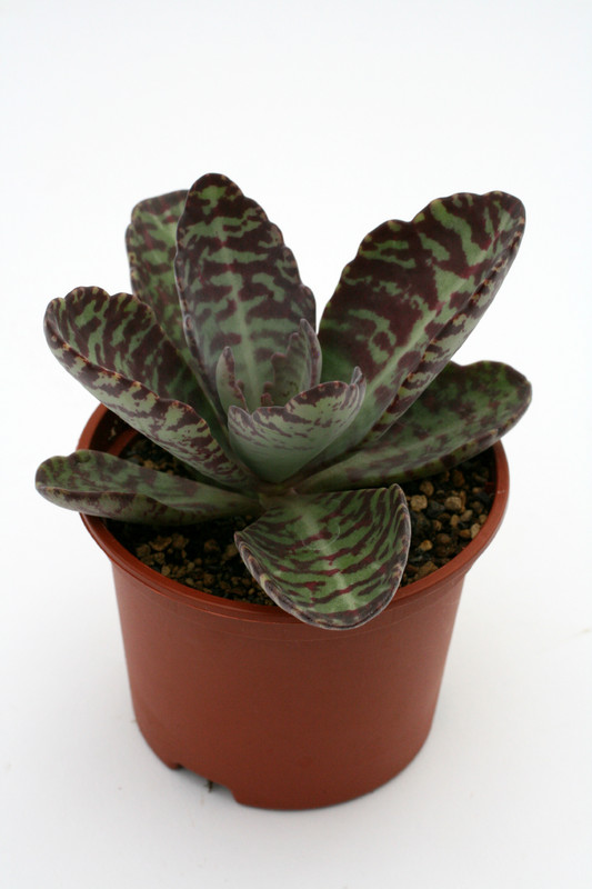 kalanchoe gastro bornieri rebhuenchen 1204